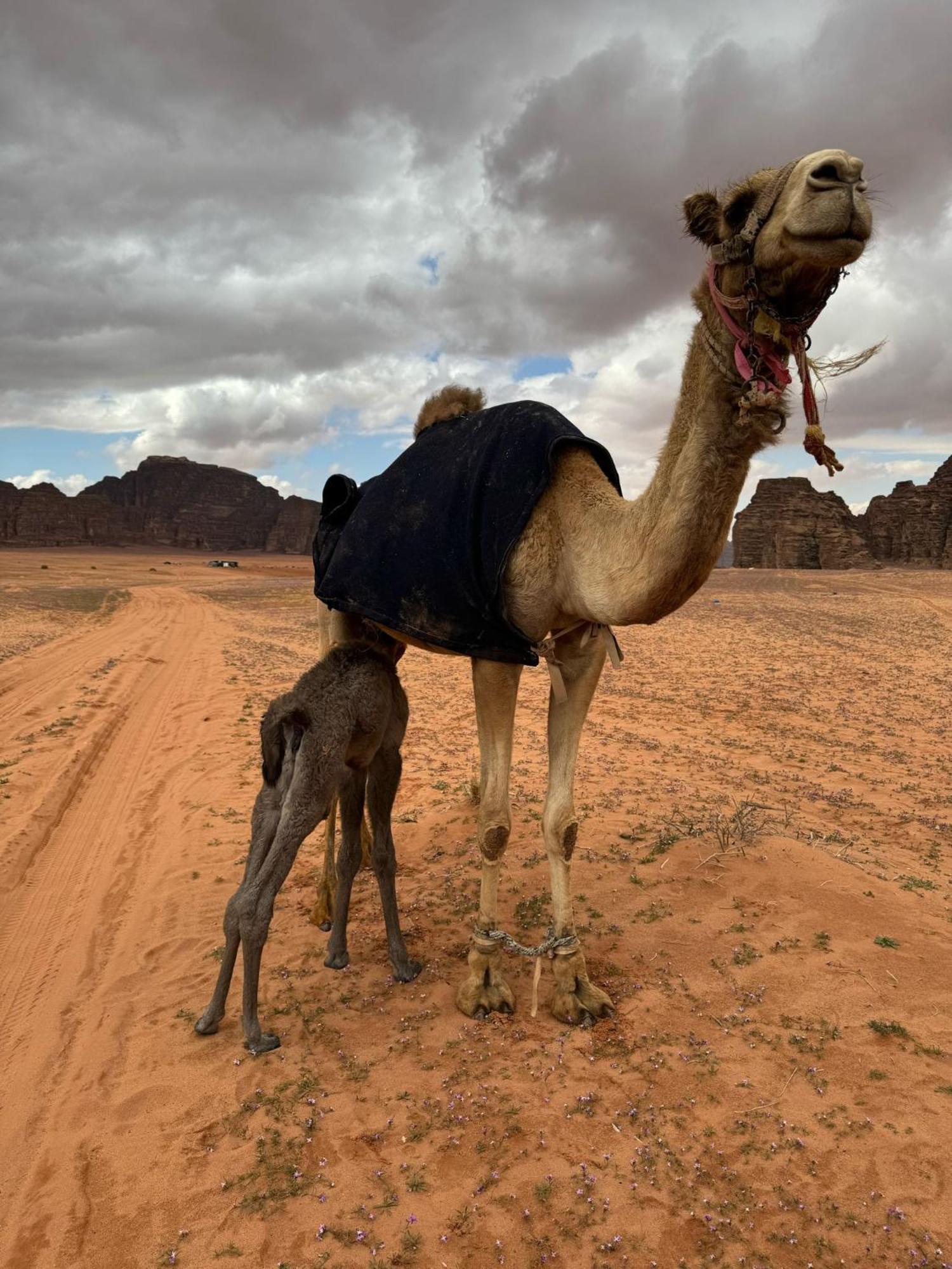 Sunrise Luxury Camp Hotel Wadi Rum Buitenkant foto